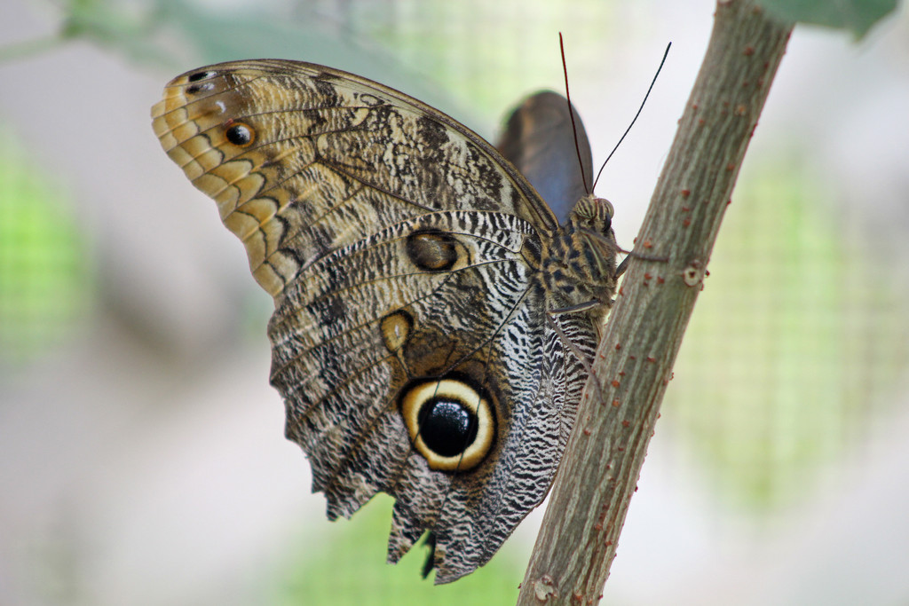 Owl Butterfly by gaylewood