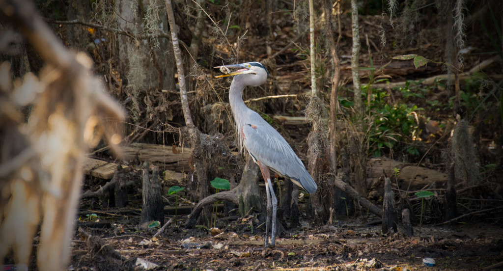 Blue Heron Having a Snack! by rickster549