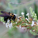 Bumblebee  by ingrid01