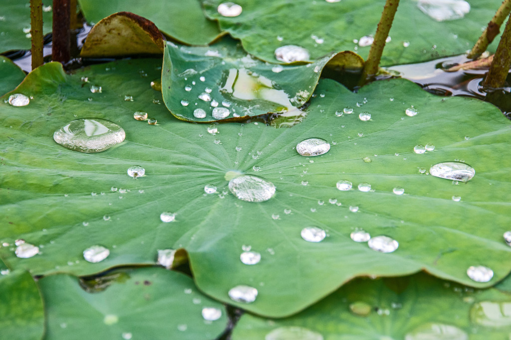 Water droplets on lotus leaf by ianjb21