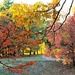 November Colors in the Park by deborahsimmerman
