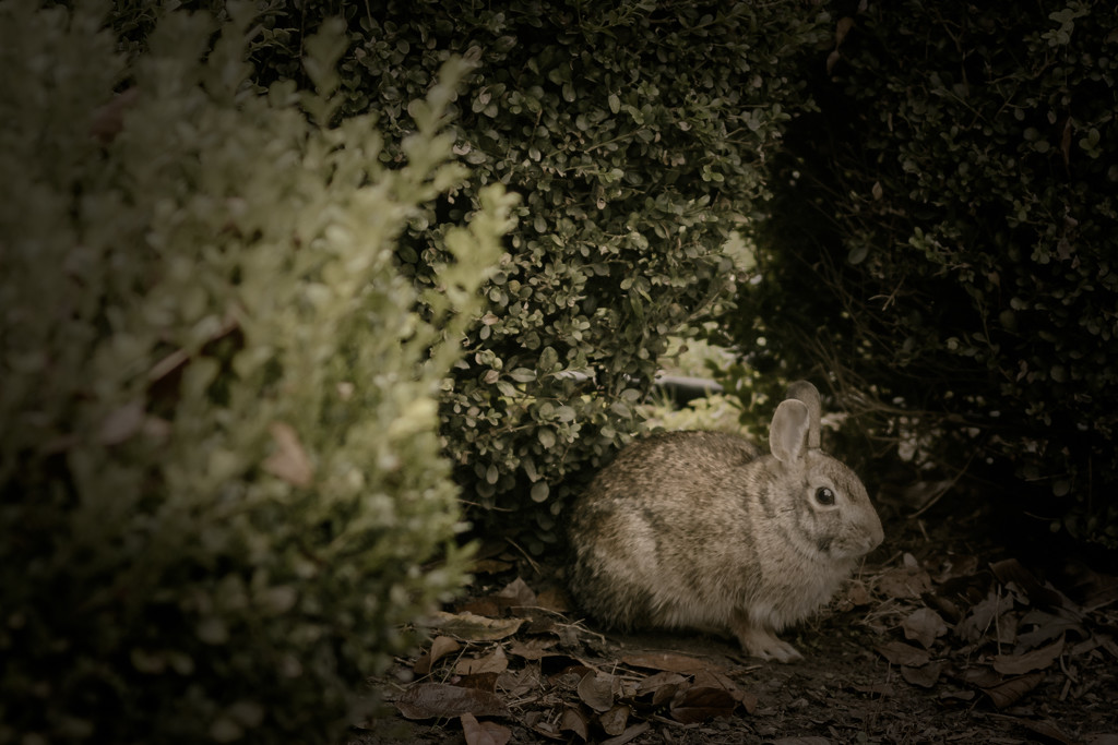 wascally wabbit! by jackies365