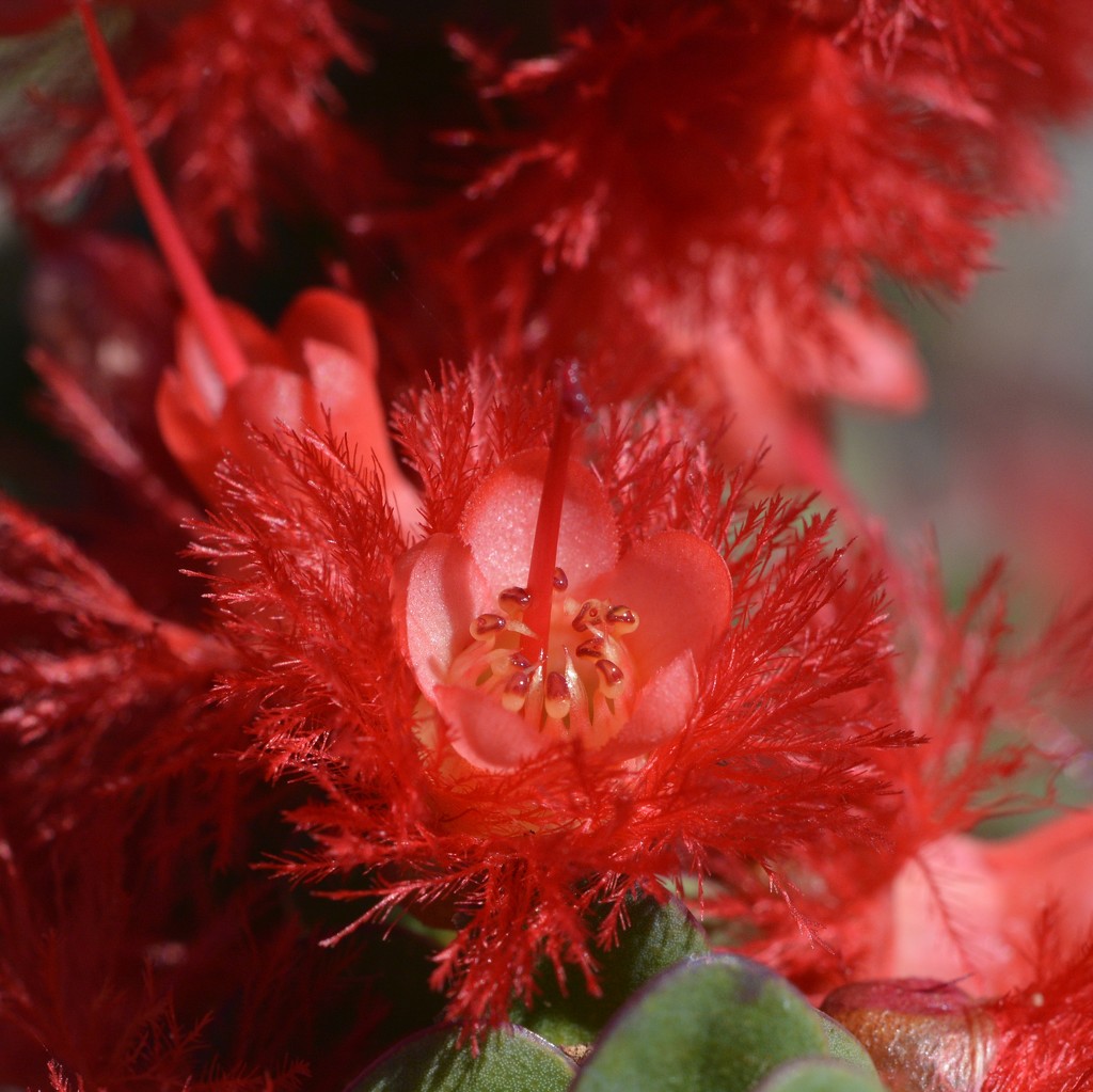Scarlet Feather Flower...._DSC4172 by merrelyn