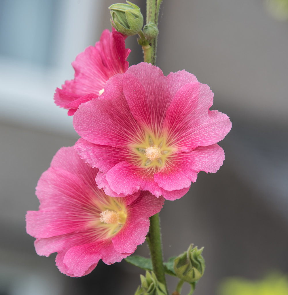 Wild flower pink by ianjb21