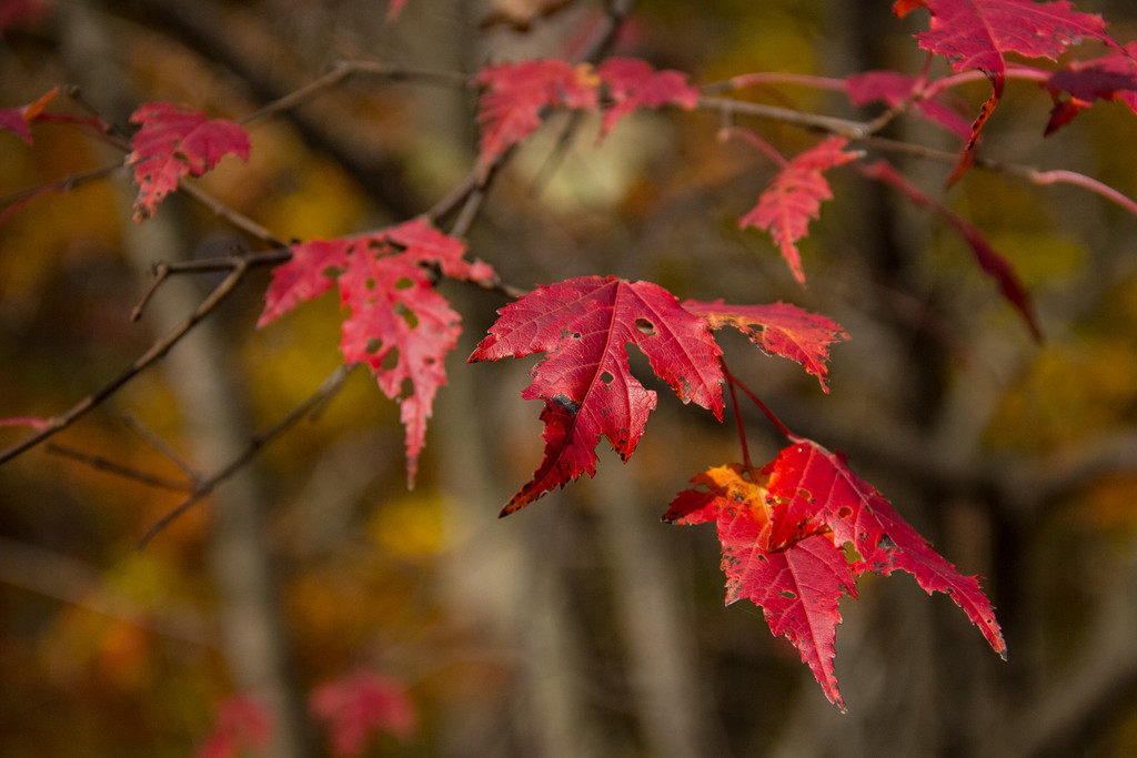 Fall Leaves by jaybutterfield