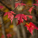 Fall Leaves by jaybutterfield
