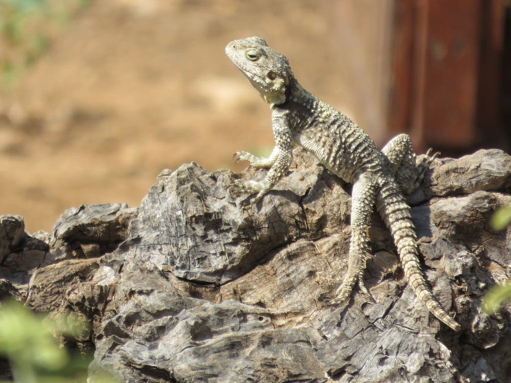 Sunbathing by countrylassie