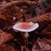  Fungi by 365anne