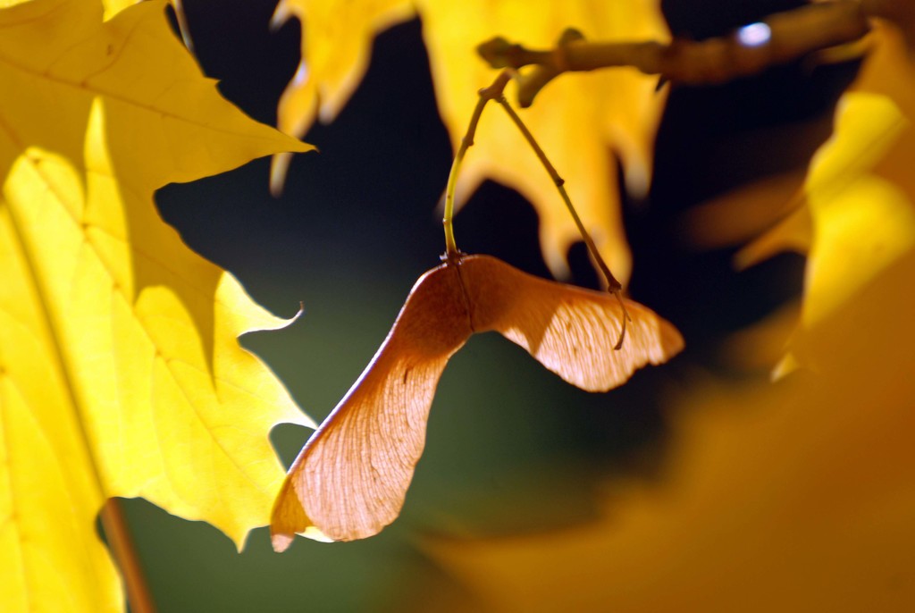 Autumn Light by farmreporter