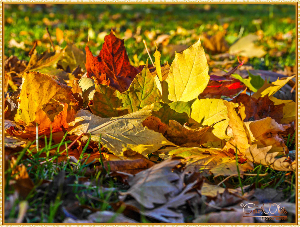 Autumn Paintbox by carolmw
