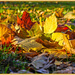 Autumn Paintbox by carolmw