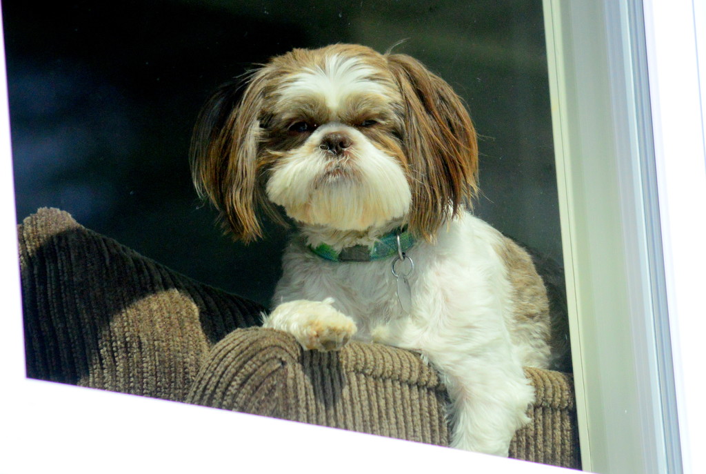 How Much is that Doggie in the Window? by kareenking