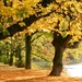 Autumn Beside the River by fishers