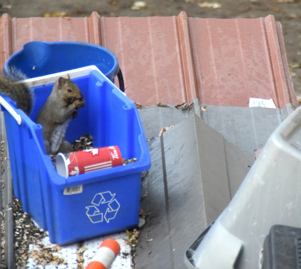 What got into me to photograph a squirrel in a blue box... by bruni