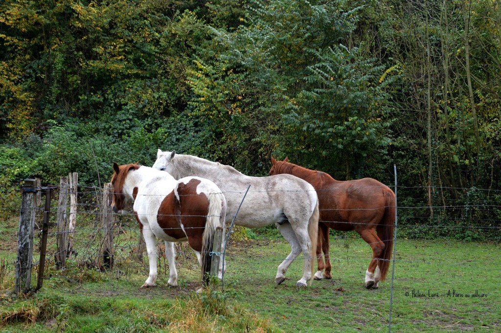 3 horses by parisouailleurs