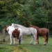 3 horses by parisouailleurs