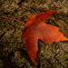 another red maple leaf? argh! by jackies365