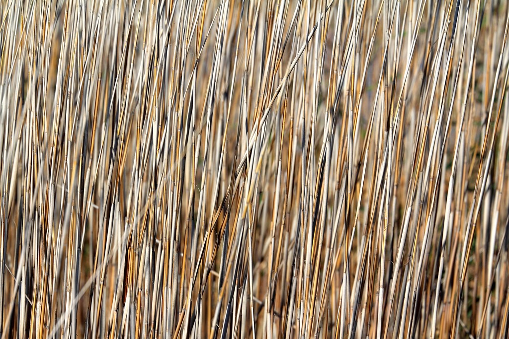Reeds by spectrum