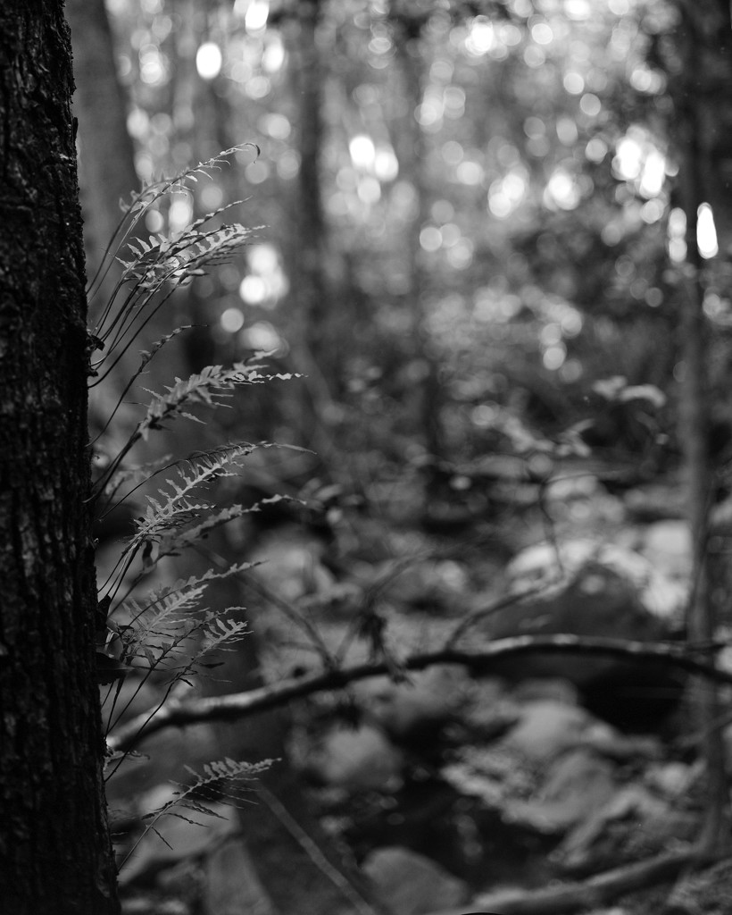 Ferns on a tree by peterdegraaff
