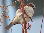 18th Oct 2016 - Tree Sparrow  (male) 