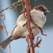 Tree Sparrow  (male)  by susiemc