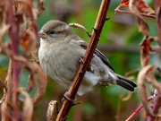 19th Oct 2016 -  Tree Sparrow (female) 