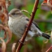  Tree Sparrow (female)  by susiemc