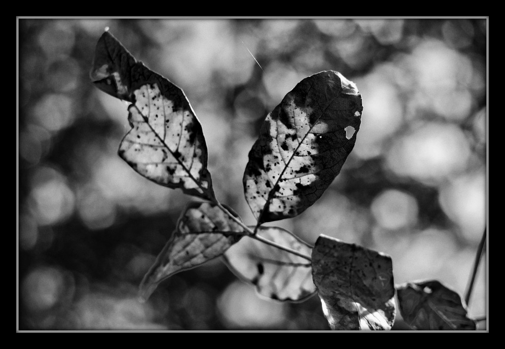 Lots of Bokeh - Not Much Leaf by milaniet