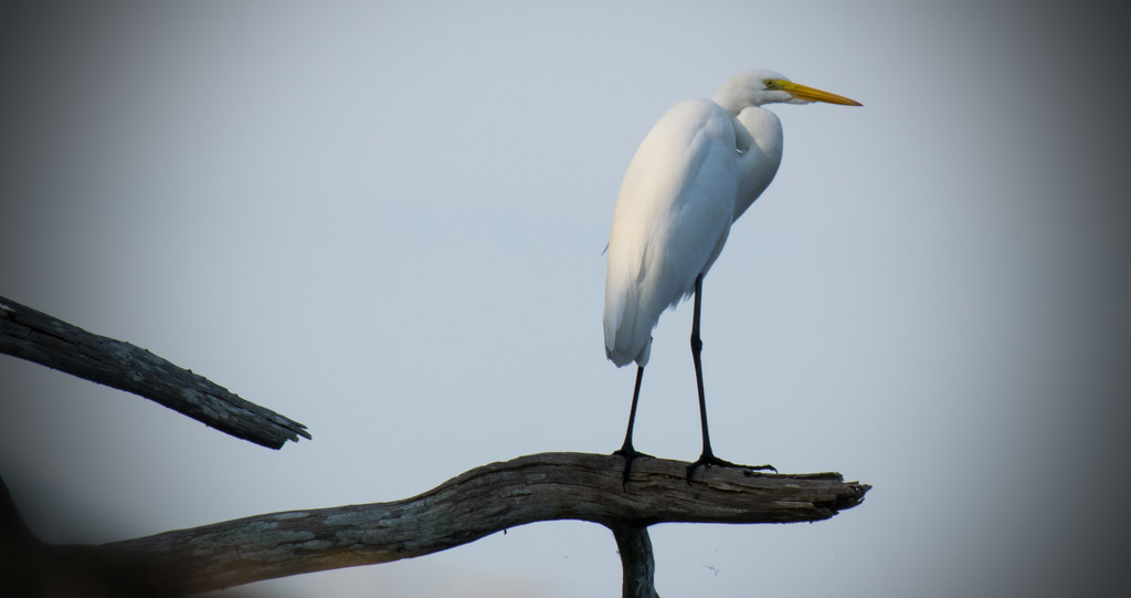 Egret on the Blue Heron Limb! by rickster549