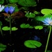 Water Lilies ~ by happysnaps