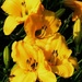Yellow Day Lilies ~ by happysnaps