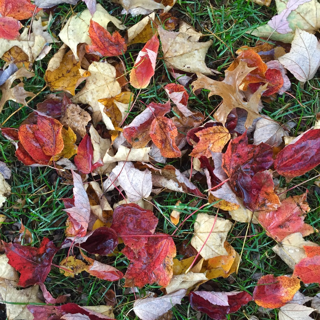 Fallen leaves by beckyk365