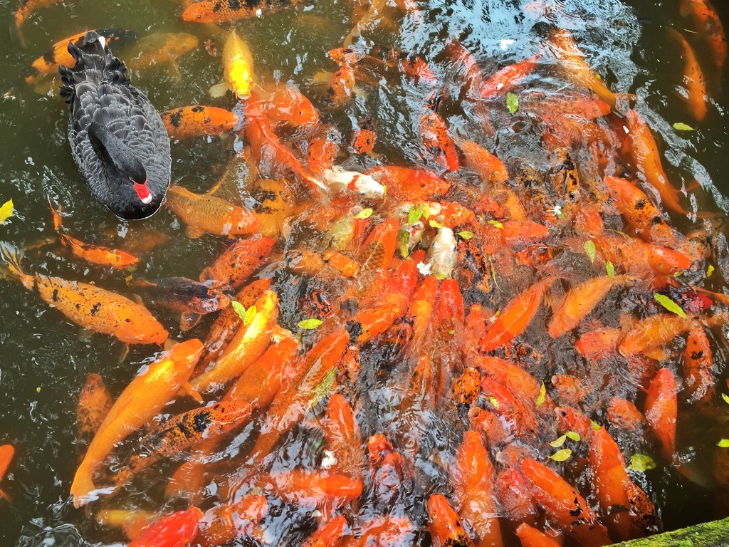 Humongous Goldfish by teodw