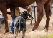 8th Nov 2016 - farrier