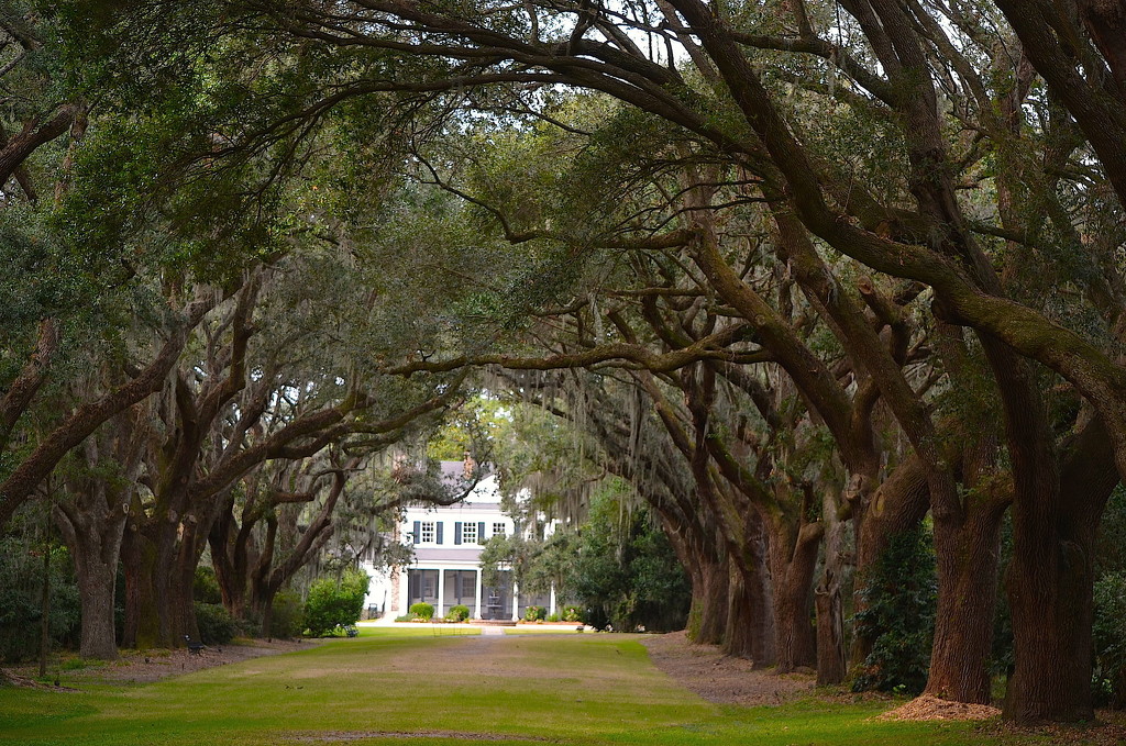 Avenue of oaks, Charleston, SC by congaree