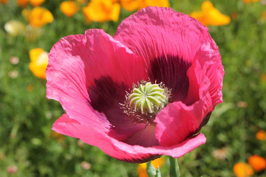 Giant poppy by gilbertwood