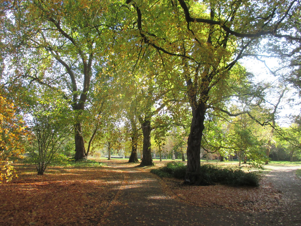 Cambridge UK, Botanical Gardens by g3xbm