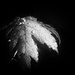 Leaf tears by joysabin