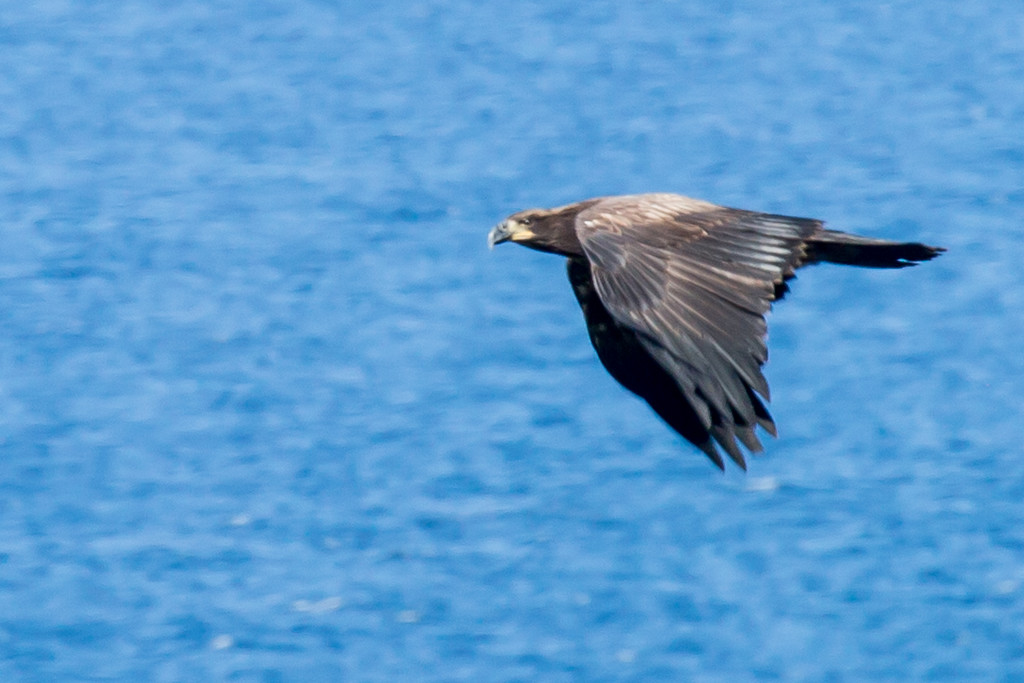 2016 11 09 - Flying by - ID please by pamknowler