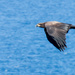 2016 11 09 - Flying by - ID please by pamknowler