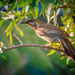 Wattle Bird by jodies