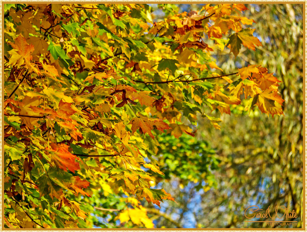 Autumn Leaves by carolmw