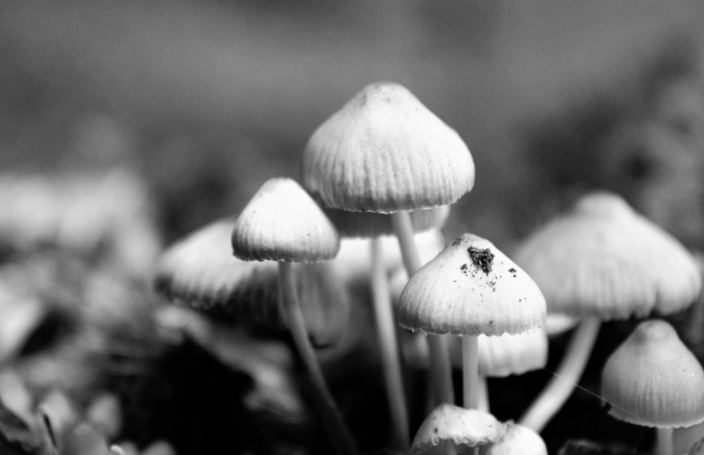 Mini Mushrooms by cookingkaren