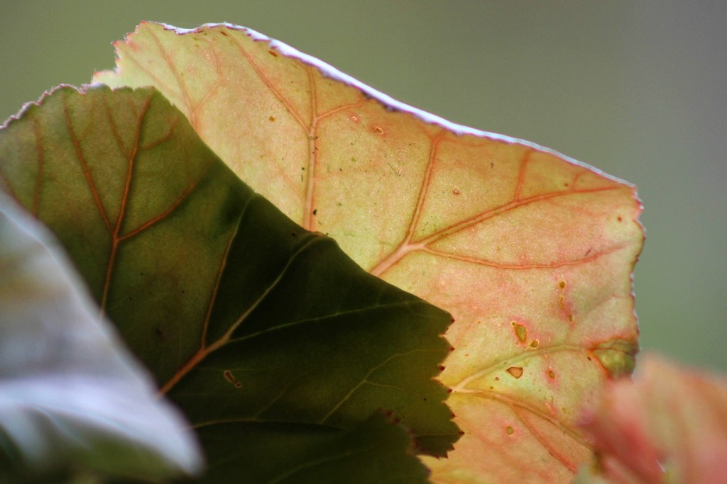 Begonia leaves by mittens