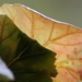 Begonia leaves by mittens