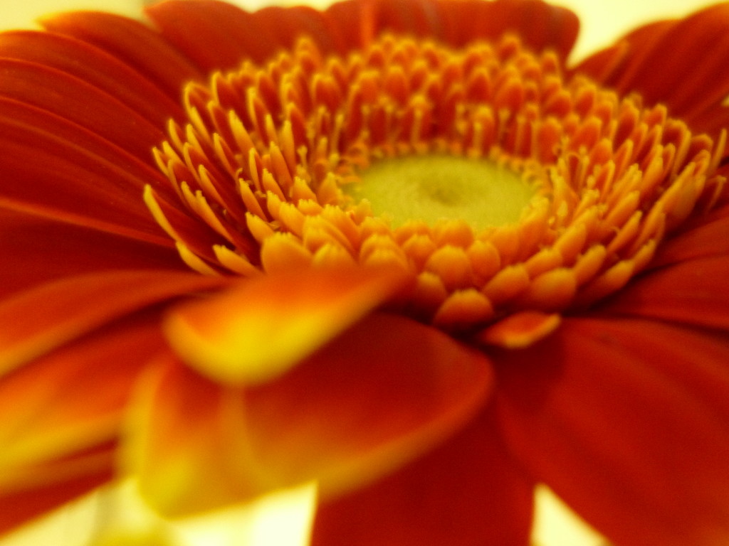 Close up Gerbera  by countrylassie