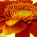 Close up Gerbera  by countrylassie
