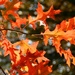 Autumn Leaves by fishers