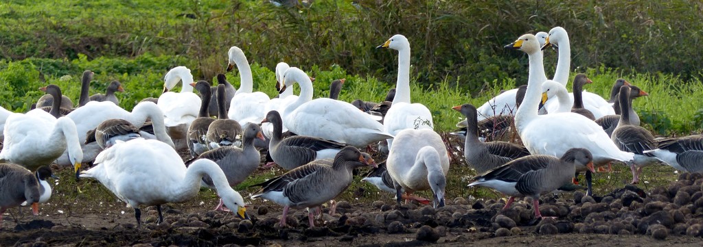 Whooper Swans and Pink Footed Geese by susiemc