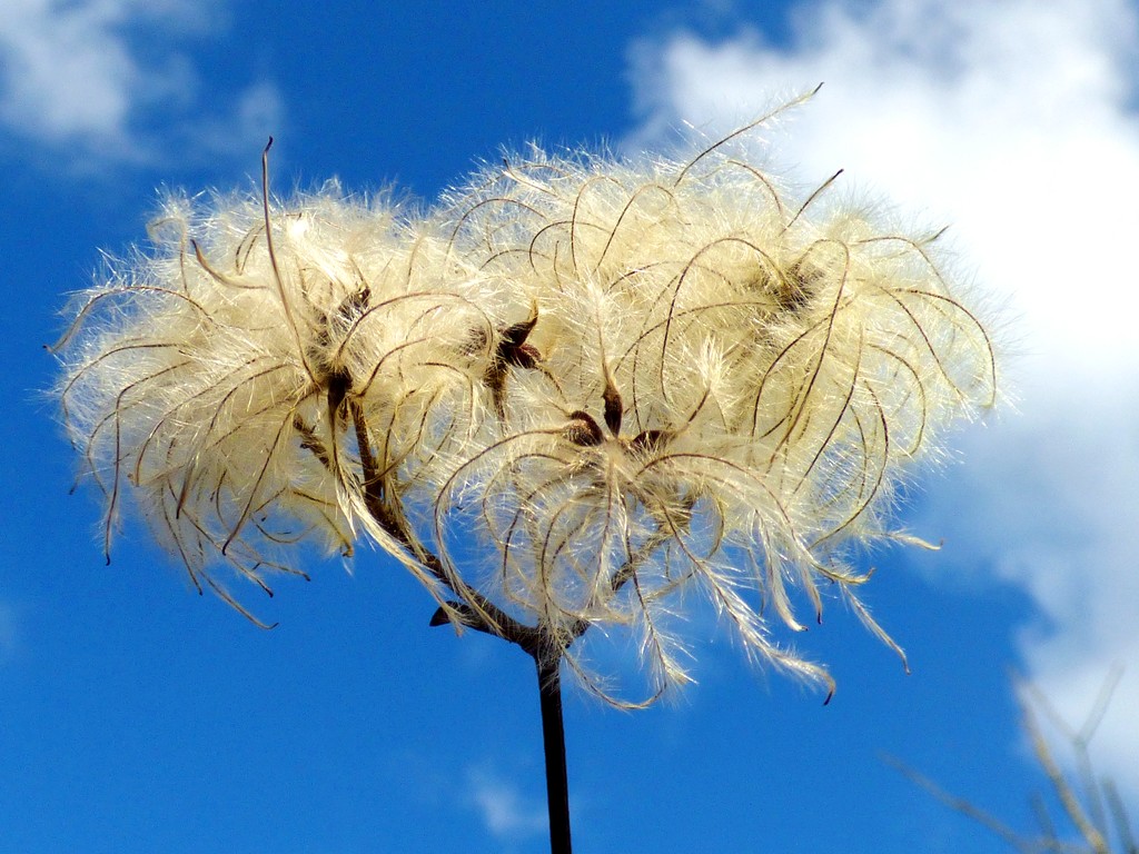 Fluffy seeds...fluffy clouds by julienne1